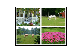 Cape May Porch, Horses and Roses Collage