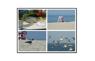 Cape May Turtle, Ligeguard Bench, and Seagulls Collage