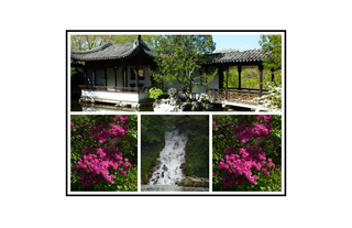Scholars Garden, Red Azeleas, and Waterfall
