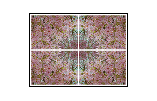 Symmetric Spring Bloom with Pink Center