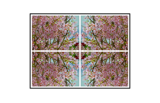 Symmetric Spring Bloom with Red Flower