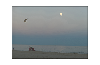 blue horizon seagull and moon