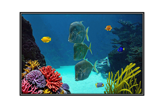 Coney Island Aquariam with moonfish, yellow and blue tang, and coral