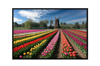 a field of tulip flower rows with windmill