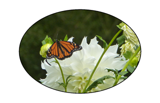 Monarch Butterfly on white flower