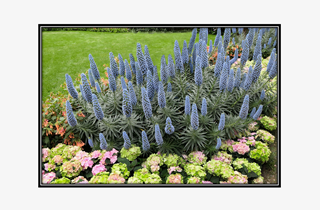 blue cone shaped flowers