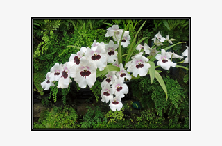 white flowers with butterfly image center