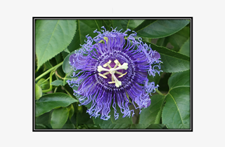 Purple Passsion Flower