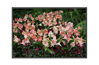 red and white striped lilies