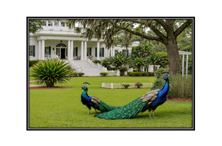peacocks on the lawn of a Southern Mansion