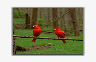 red canaries