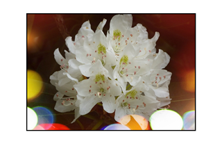 Rhododrendron with colorful lights