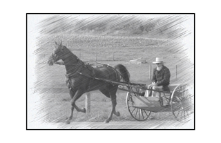 Amish man riding in open carriage