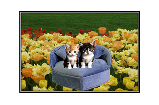 cute kittens on a love sofa in a garden of tulips