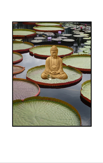 Buda sitting on lily pad