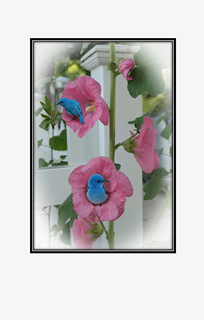 small blue bird in pink flower