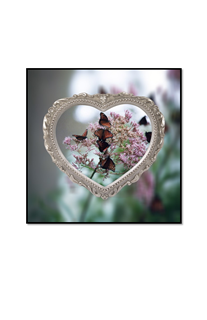 butterflies in my heart