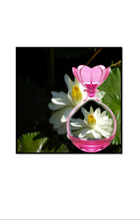 white lotus in pink glass perfume bottle