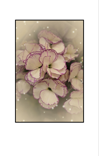 purple rimmed white flowers and little bubbles