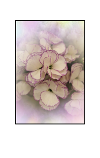 purple rimmed white flowers with watercolor