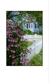 Lavender Hydrangea with white picket fence