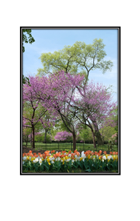 blooming pink spring trees and color tulips