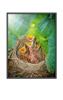 ready to be fed hatchings with their mouths open